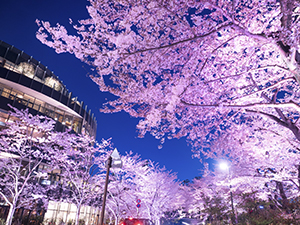 お花見ライトアップINミッドタウン東京